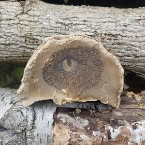 Wolf Eye On Bracket Fungus - Hand Drawn